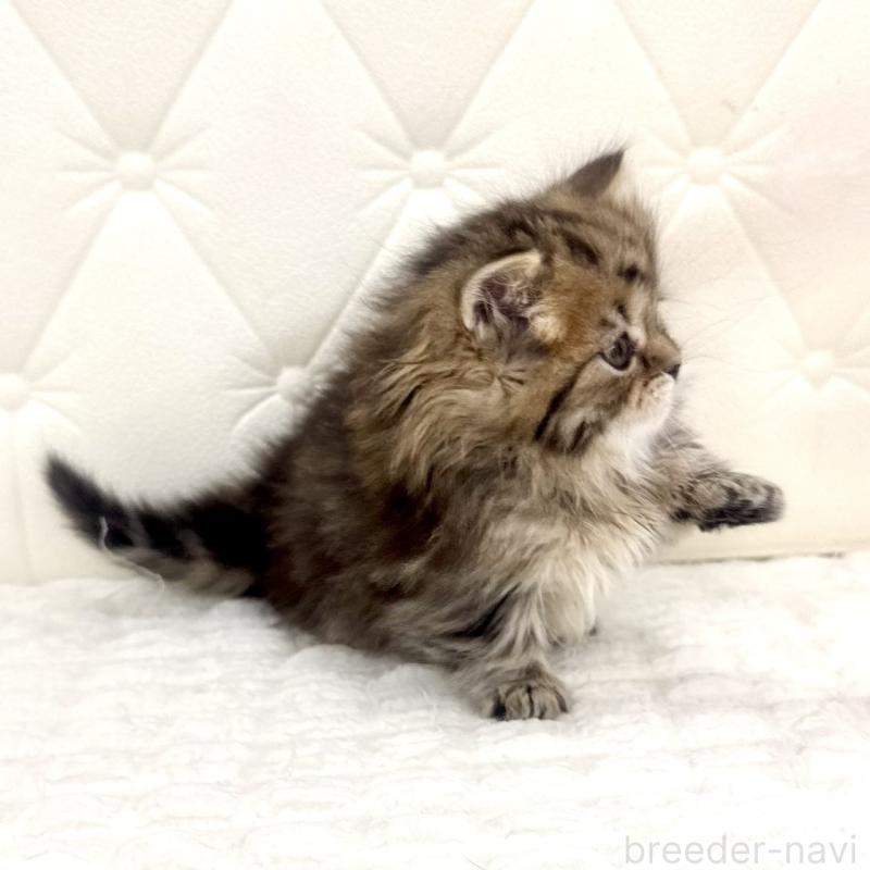 販売中の鹿児島県のマンチカン(短足)-138135の10枚目