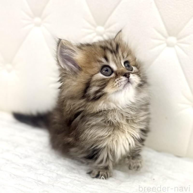 販売中の鹿児島県のマンチカン(短足)-138135の9枚目