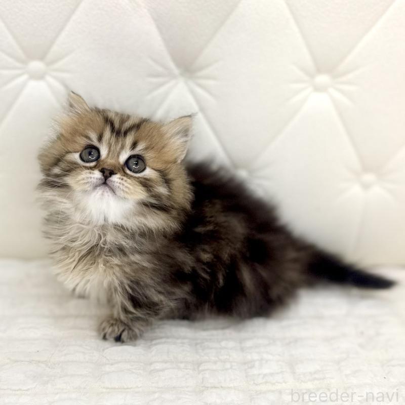 販売中の鹿児島県のマンチカン(短足)-138135の8枚目