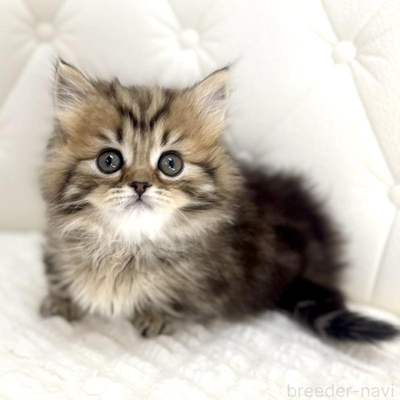 販売中の鹿児島県のマンチカン(短足)-138135の6枚目