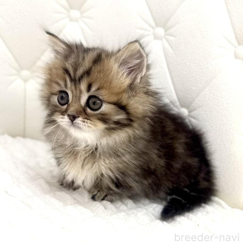 販売中の鹿児島県のマンチカン(短足)-138135の5枚目