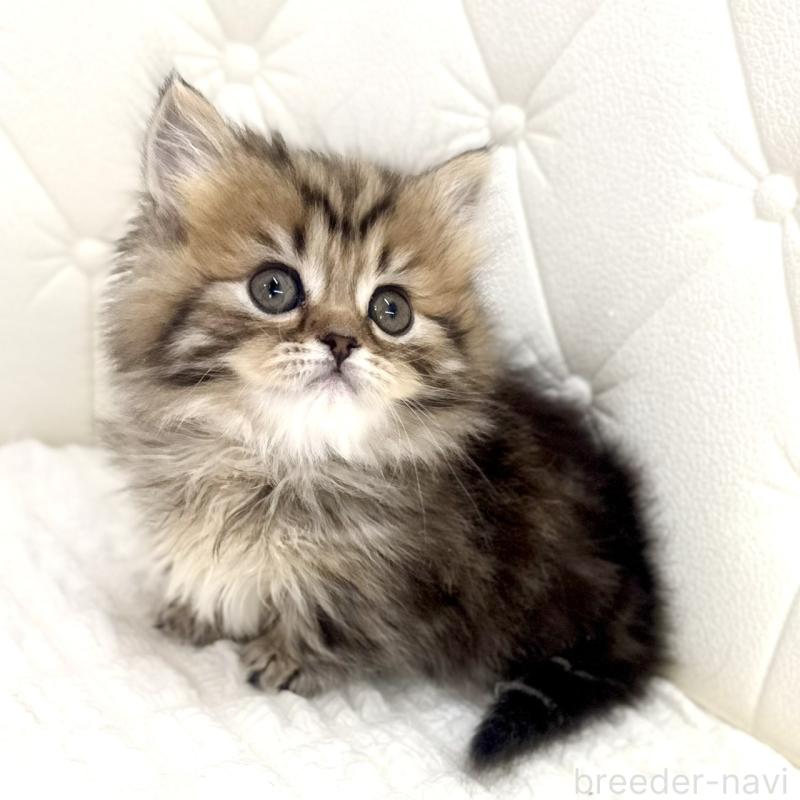 販売中の鹿児島県のマンチカン(短足)-138135の4枚目