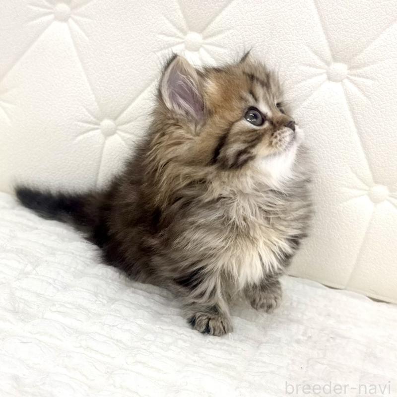 販売中の鹿児島県のマンチカン(短足)-138135の3枚目