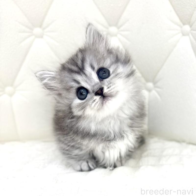 販売中の鹿児島県のマンチカン(短足)-138136