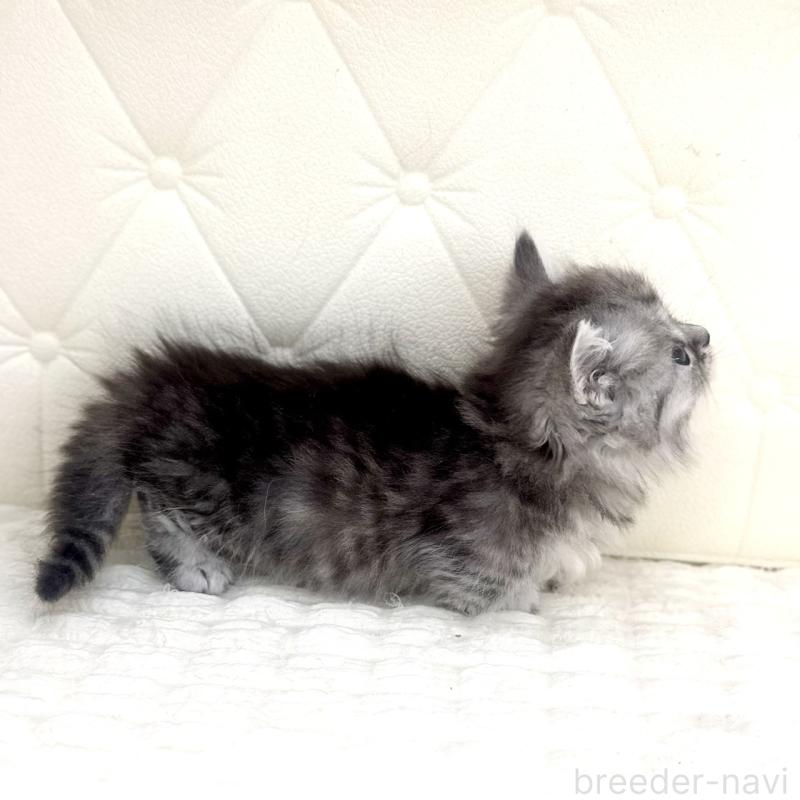 販売中の鹿児島県のマンチカン(短足)-138136の11枚目