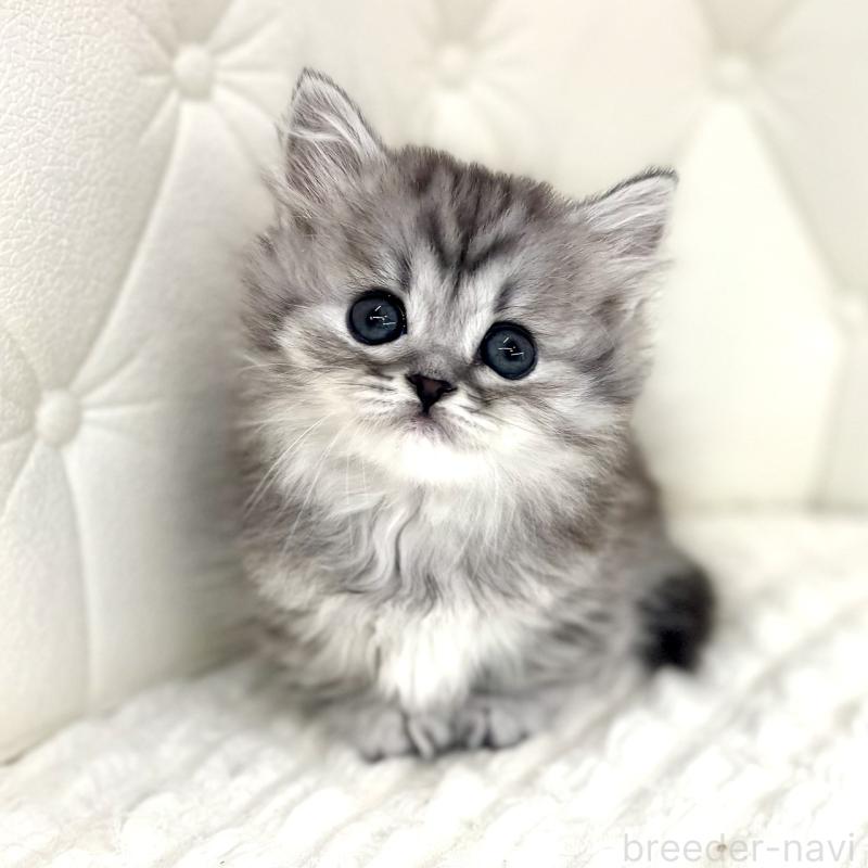 販売中の鹿児島県のマンチカン(短足)-138136の9枚目