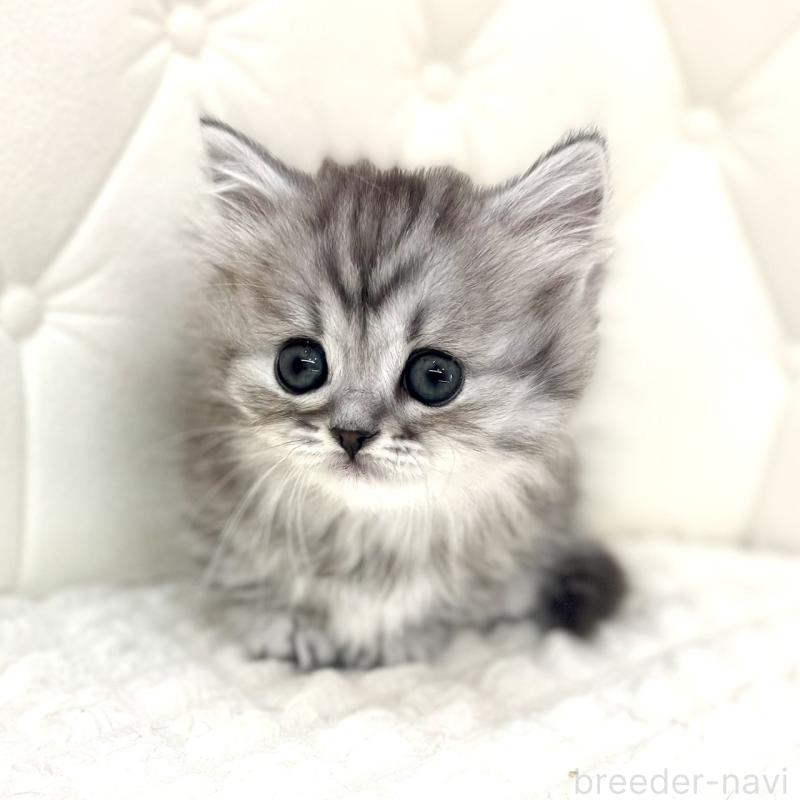 販売中の鹿児島県のマンチカン(短足)-138136の8枚目