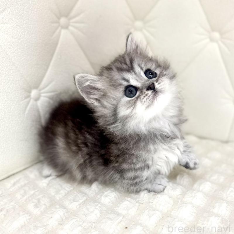 販売中の鹿児島県のマンチカン(短足)-138136の5枚目