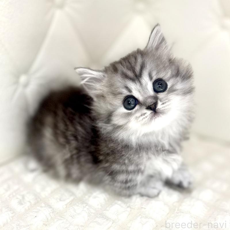 販売中の鹿児島県のマンチカン(短足)-138136の4枚目