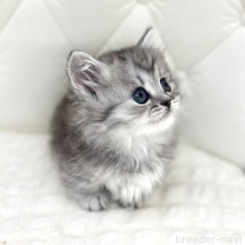 販売中の鹿児島県のマンチカン(短足)-138136の3枚目