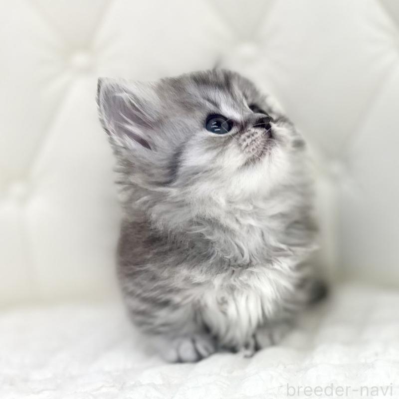 販売中の鹿児島県のマンチカン(短足)-138136の2枚目