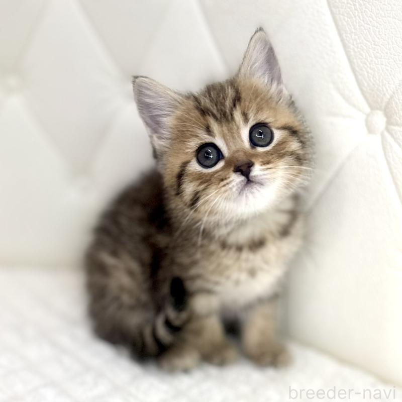 販売中の鹿児島県のマンチカン-138137