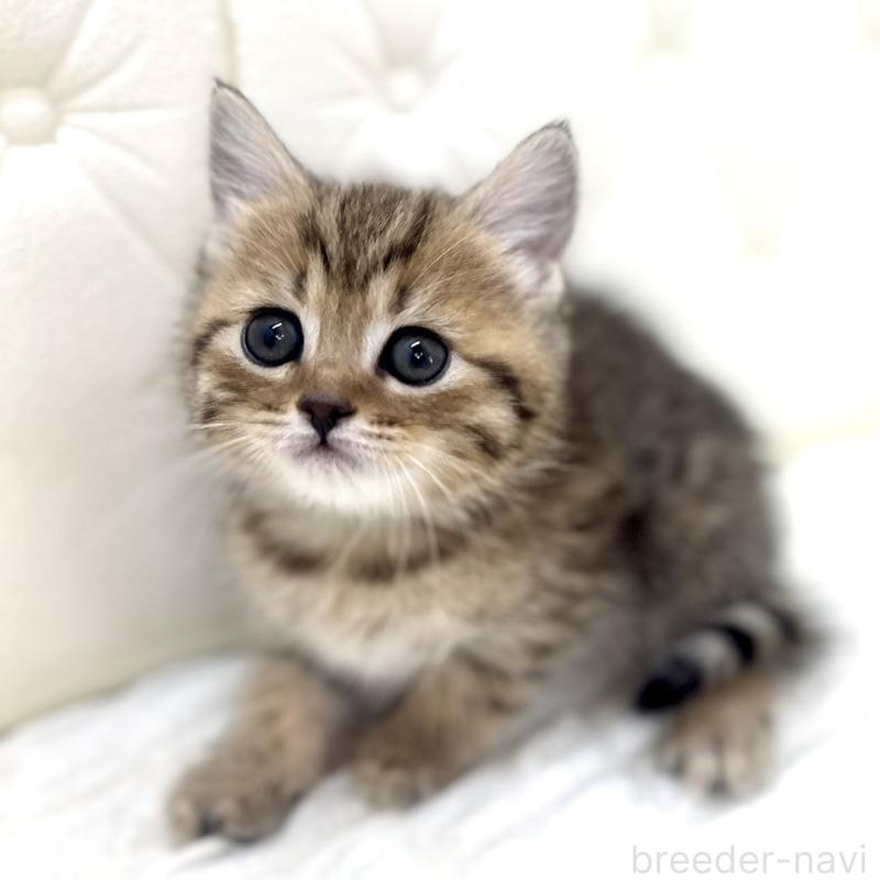 販売中の鹿児島県のマンチカン-138137の9枚目