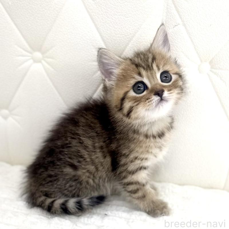 販売中の鹿児島県のマンチカン-138137の8枚目