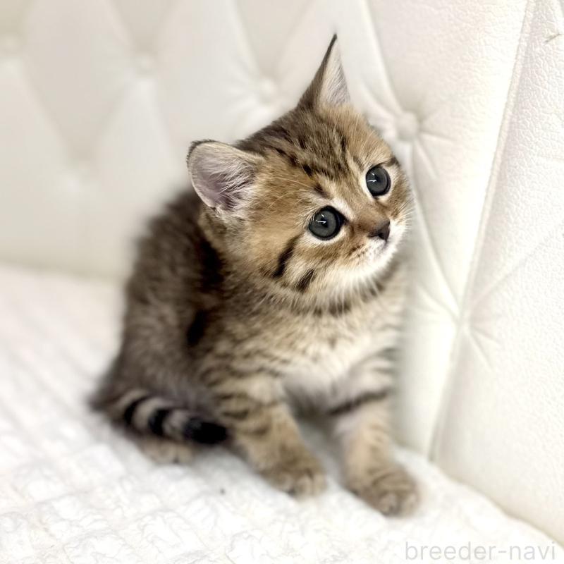 販売中の鹿児島県のマンチカン-138137の7枚目