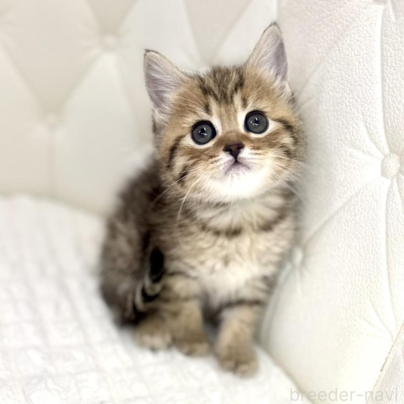 販売中の鹿児島県のマンチカン-138137の5枚目