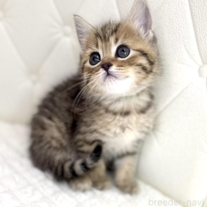 販売中の鹿児島県のマンチカン-138137の4枚目