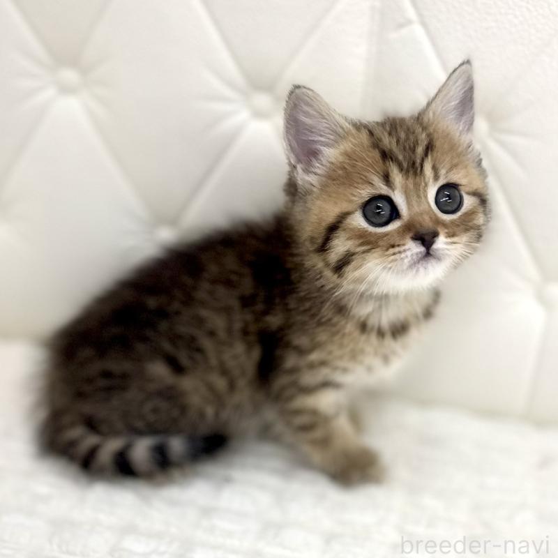 販売中の鹿児島県のマンチカン-138137の3枚目