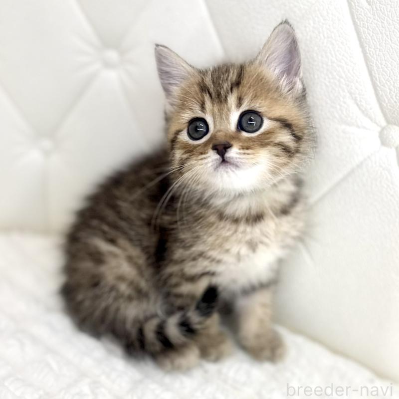 販売中の鹿児島県のマンチカン-138137の2枚目