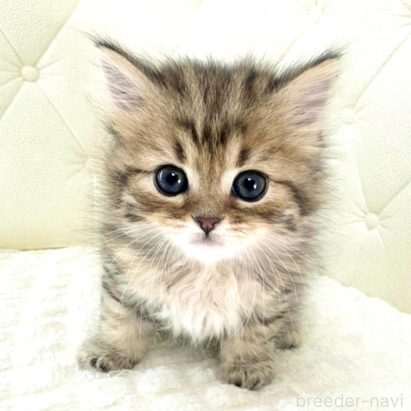 販売中の鹿児島県のマンチカン-138138