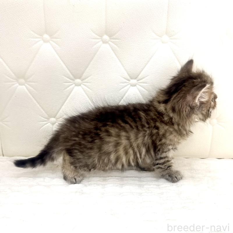 販売中の鹿児島県のマンチカン-138138の13枚目