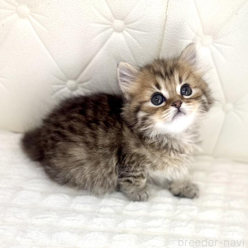 販売中の鹿児島県のマンチカン-138138の12枚目