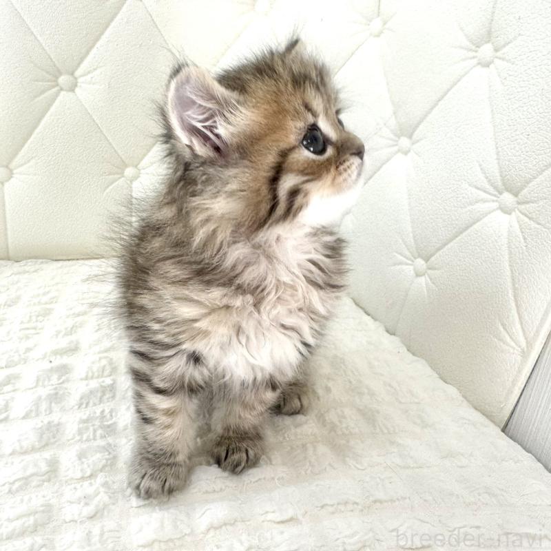 販売中の鹿児島県のマンチカン-138138の11枚目