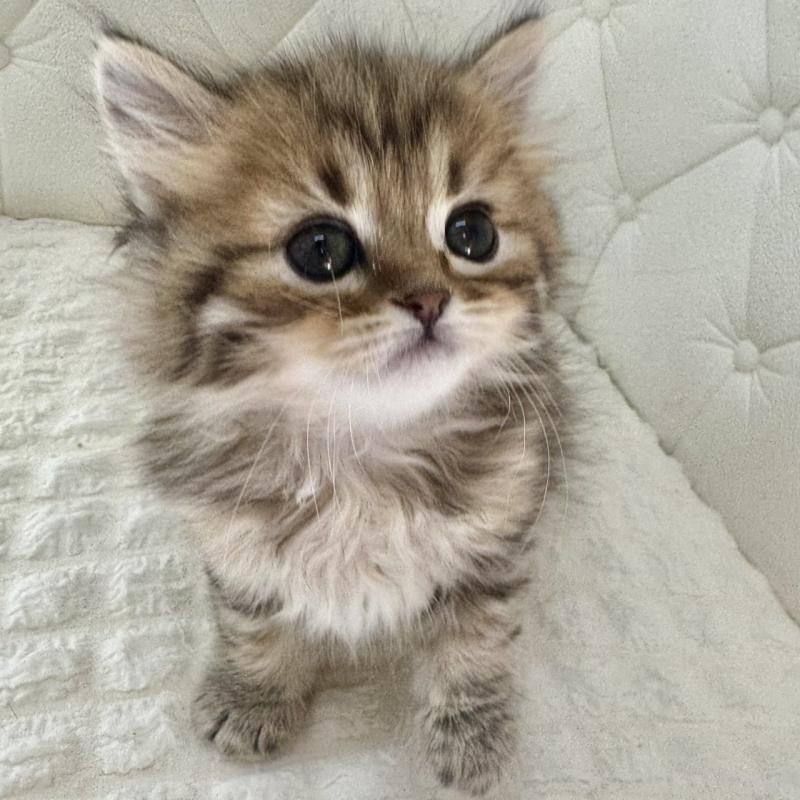 販売中の鹿児島県のマンチカン-138138の10枚目