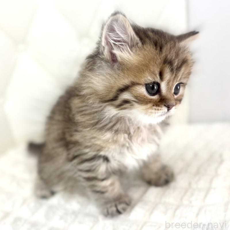 販売中の鹿児島県のマンチカン-138138の8枚目