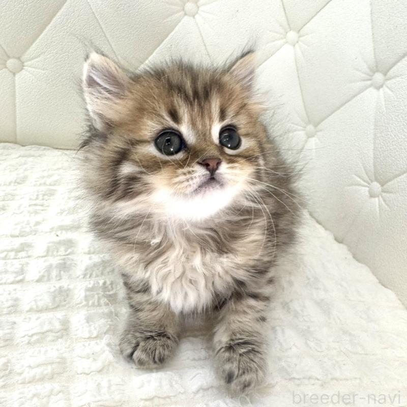 販売中の鹿児島県のマンチカン-138138の7枚目