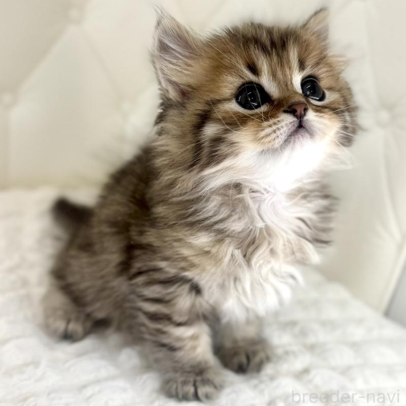 販売中の鹿児島県のマンチカン-138138の6枚目