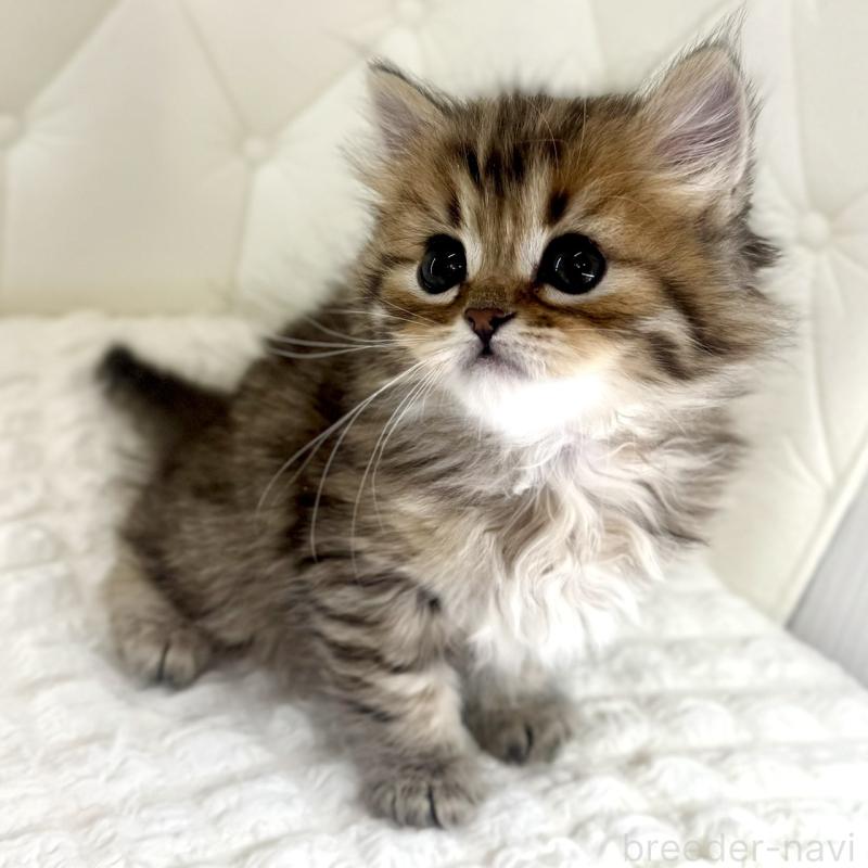 販売中の鹿児島県のマンチカン-138138の5枚目