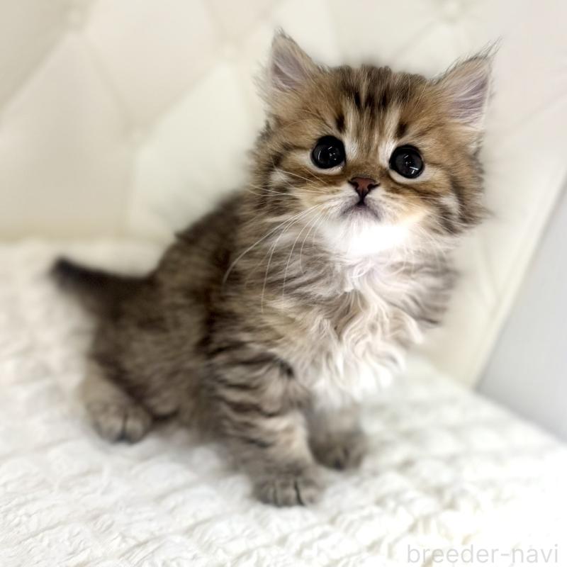 販売中の鹿児島県のマンチカン-138138の4枚目