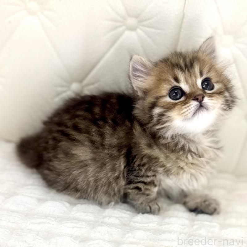 販売中の鹿児島県のマンチカン-138138の2枚目