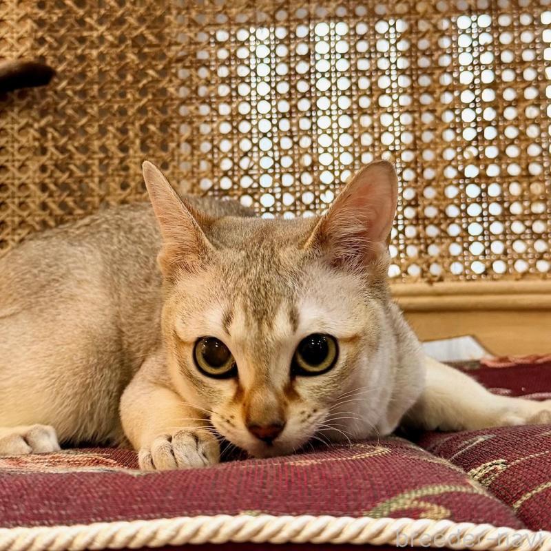 販売中の熊本県のシンガプーラ-138139の6枚目