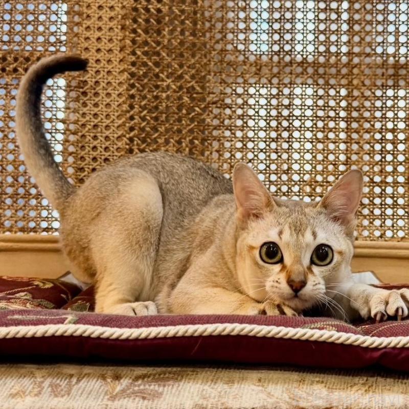 販売中の熊本県のシンガプーラ-138139の5枚目