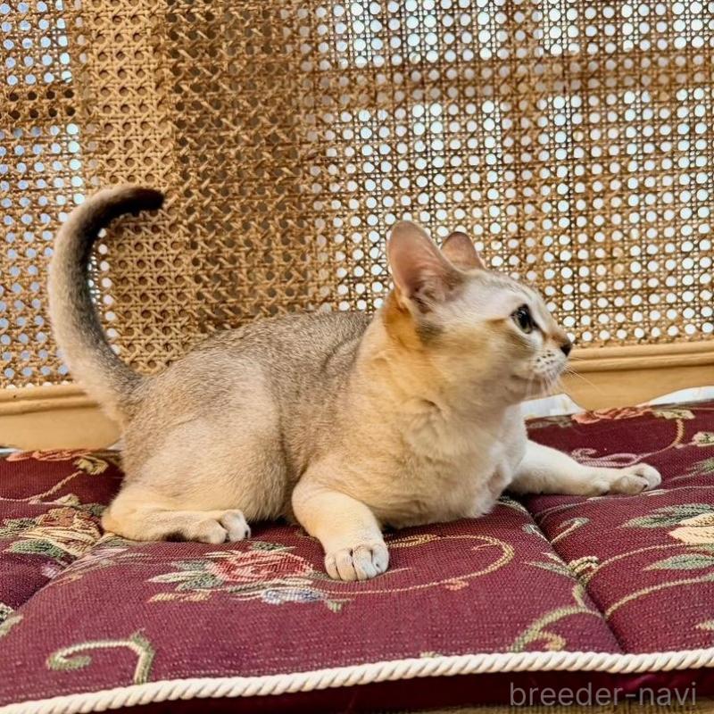 販売中の熊本県のシンガプーラ-138139の4枚目