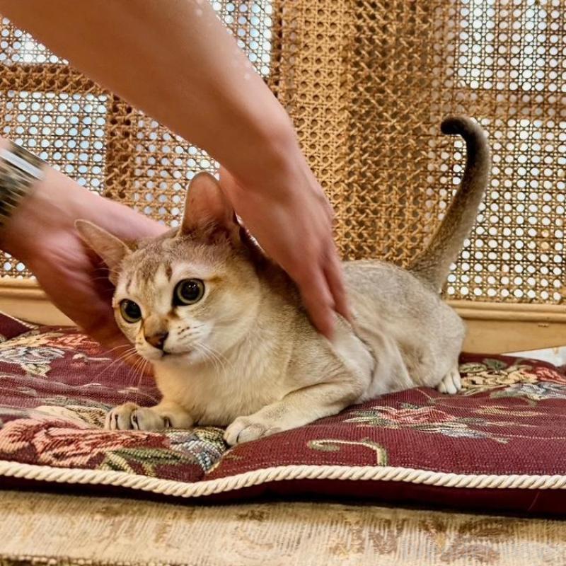 販売中の熊本県のシンガプーラ-138139の3枚目