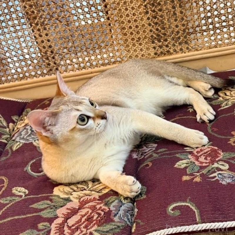 販売中の熊本県のシンガプーラ-138139の2枚目