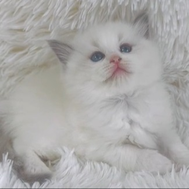 販売中の京都府のラグドール-138141の2枚目