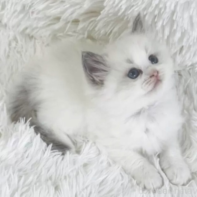 販売中の京都府のラグドール-138141