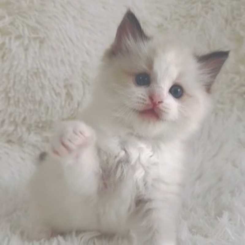 販売中の京都府のラグドール-138142の1枚目