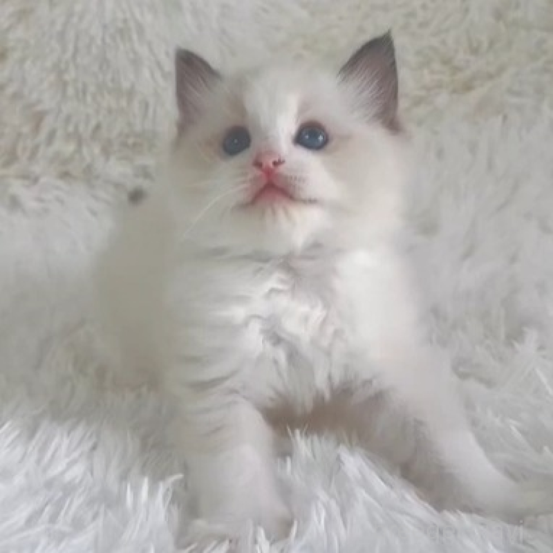 販売中の京都府のラグドール-138142の2枚目