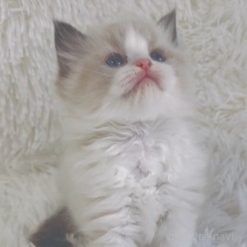 販売中の京都府のラグドール-138144の2枚目