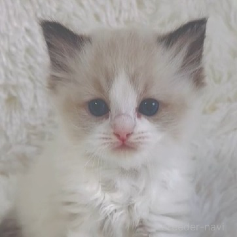 販売中の京都府のラグドール-138144