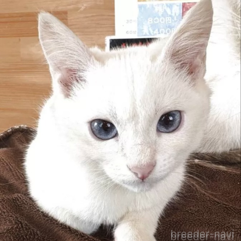 販売中の大阪府のトイボブ-138145の1枚目