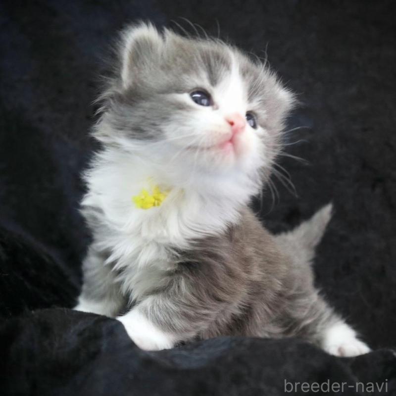 販売中の千葉県のノルウェージャンフォレストキャット-138146の5枚目