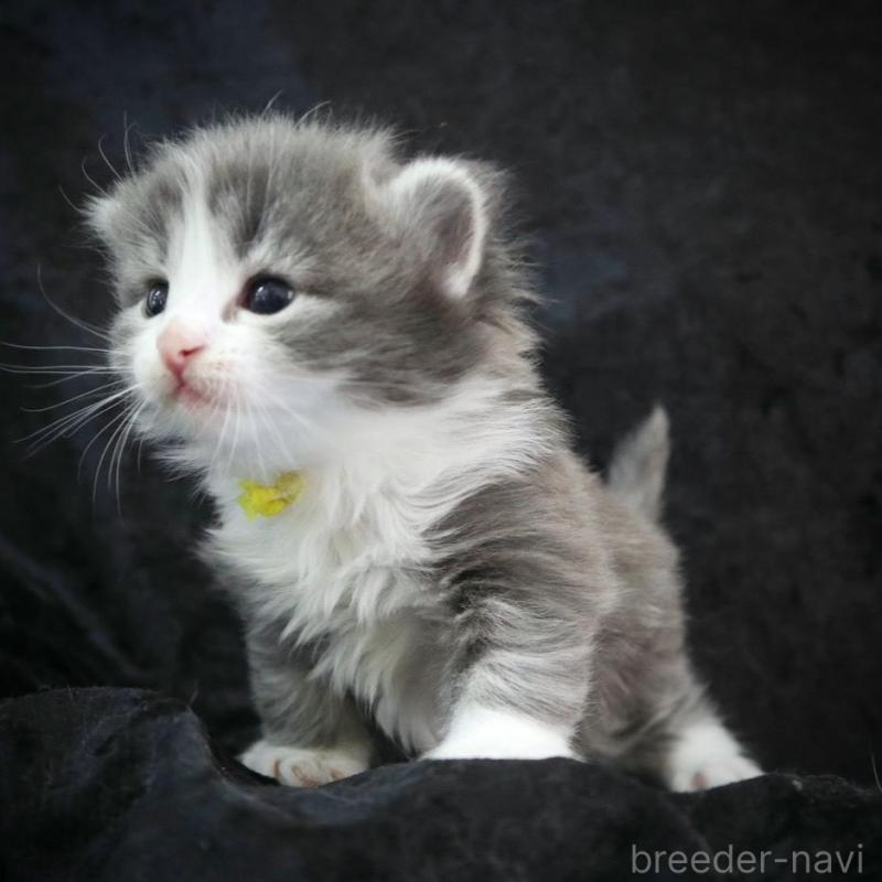 販売中の千葉県のノルウェージャンフォレストキャット-138146の4枚目