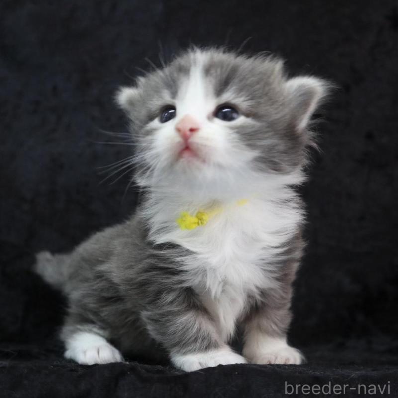 販売中の千葉県のノルウェージャンフォレストキャット-138146