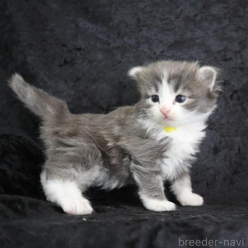 販売中の千葉県のノルウェージャンフォレストキャット-138146の3枚目